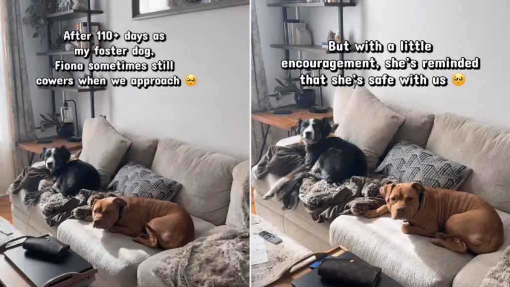 Rescue Dog's Journey to Feeling Safe