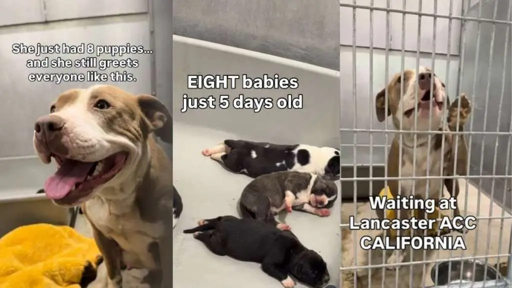 A Pit Bull Mother Finds Safety After Giving Birth at California Shelter