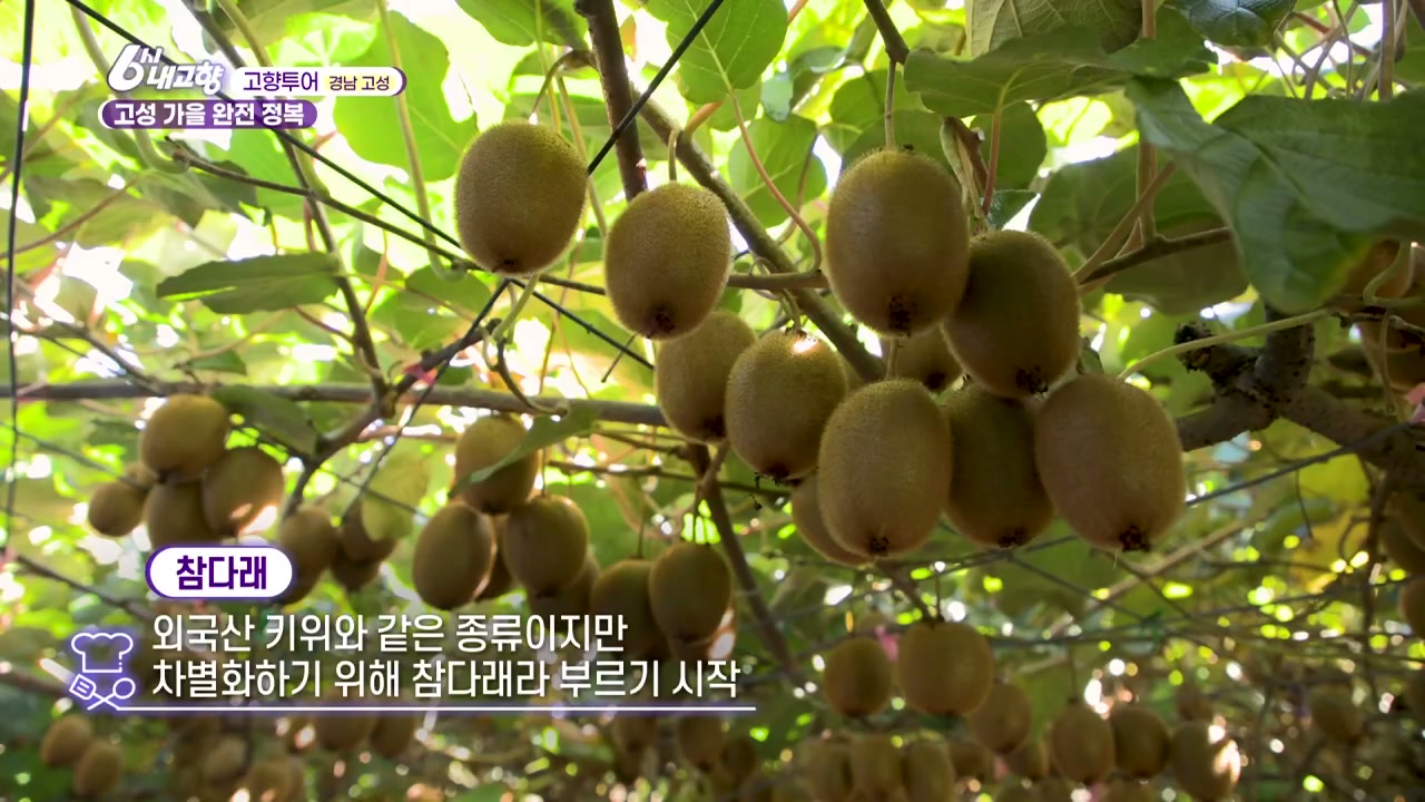 6시내고향 고향투어 고성 참다래 추가 캡처 1