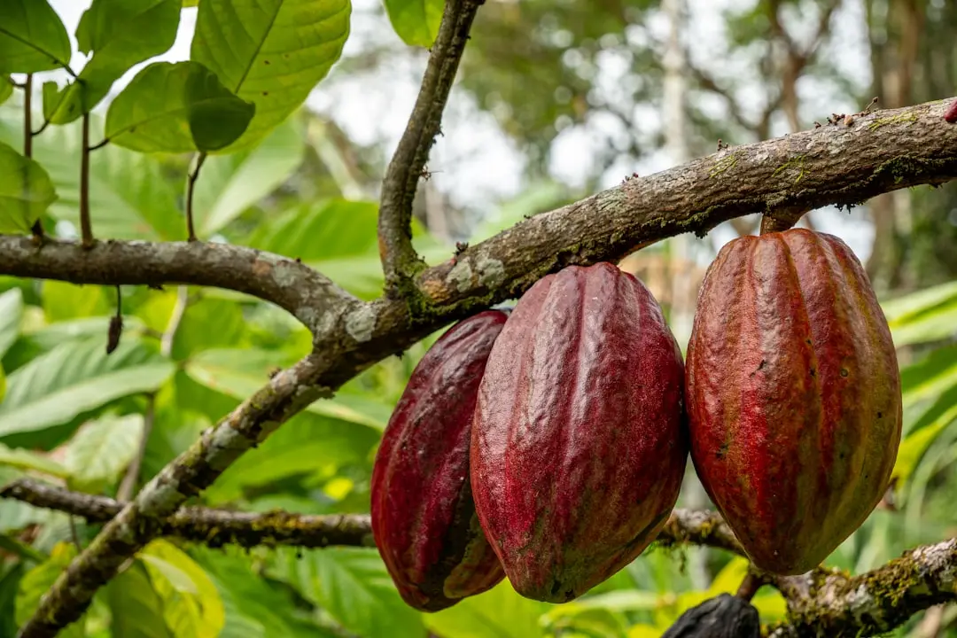 Cocoa Price Crash Devastates West African Farmers