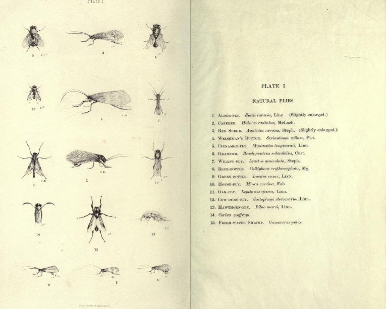 natural-flies