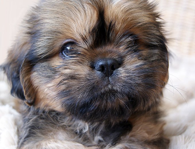 Puppies2.jpg