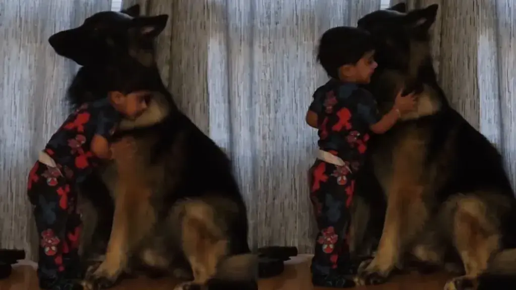 Toddler's Morning Hug for Giant Dog Melts Hearts Online