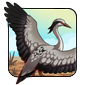 Demoiselle Crane