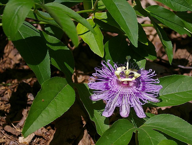 IMGP9213.jpg