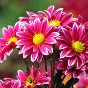 flores bonitas