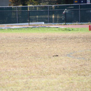 IMG-4037