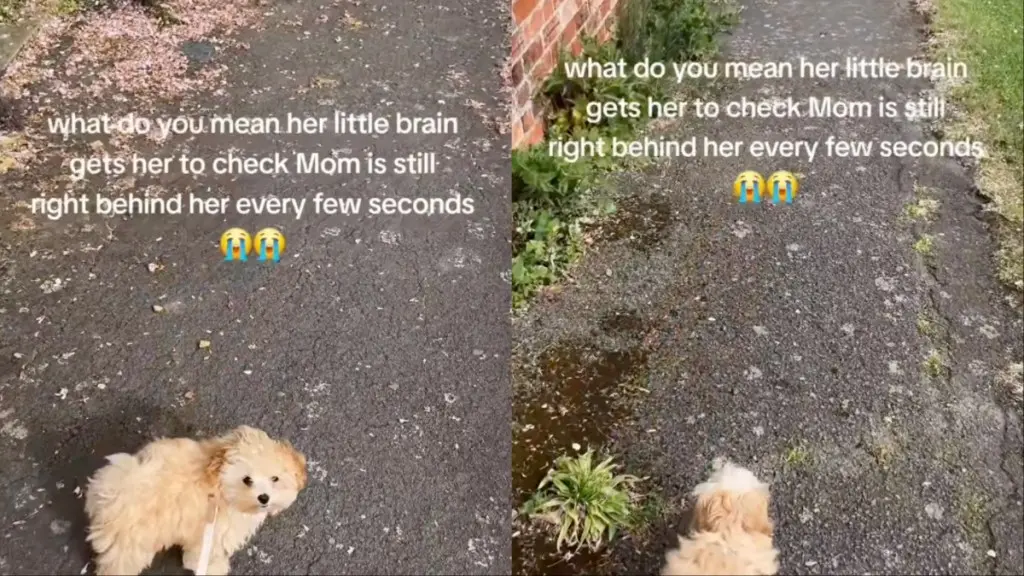 Tiny Dog's Frequent Checks Melt Hearts