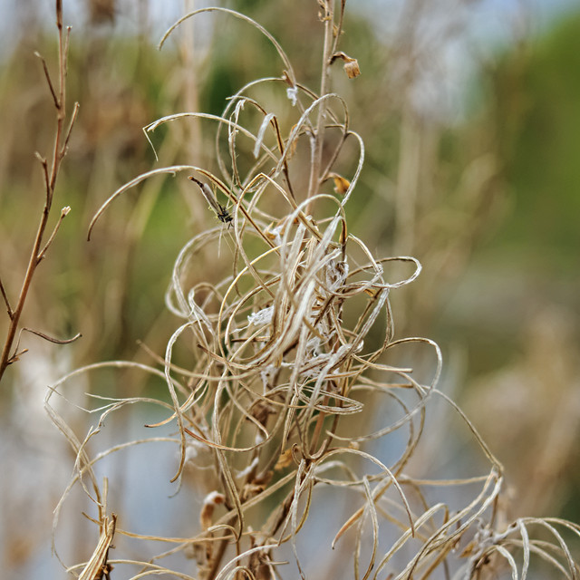 DSCF2582.jpg