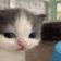 https://i.ibb.co/BGXZbS5/019.gif