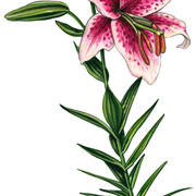 GCO032