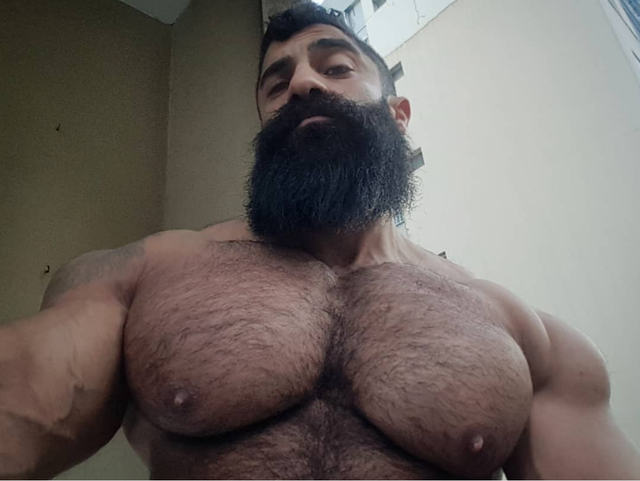 Bearded-pecs