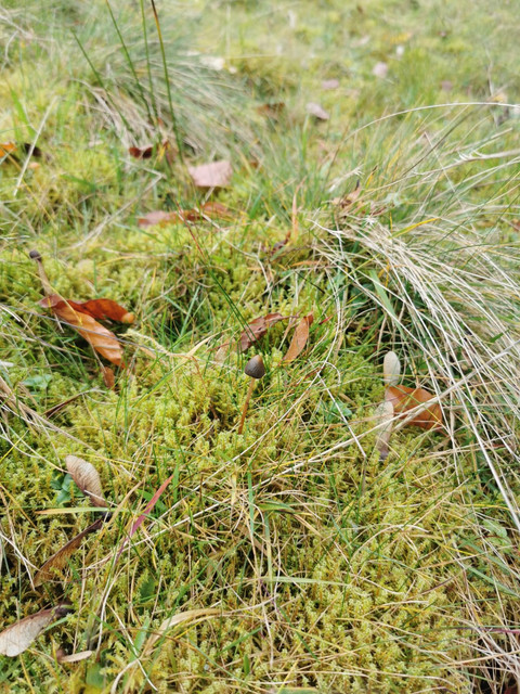Pilz1