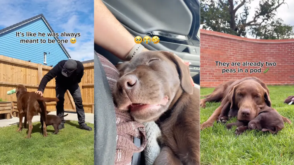 Big Dog Takes One Look at Puppy & Decides He Is His Baby