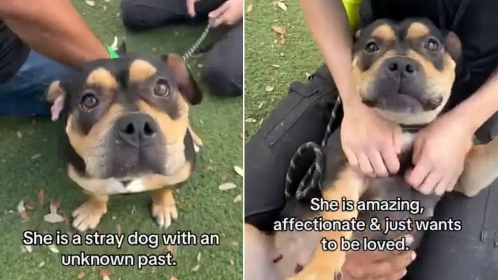 A Shelter Dog's Plea: Why Do Humans Keep Leaving Her Behind?