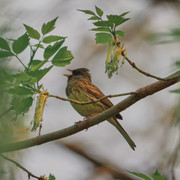 P5232844.jpg