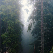 IPB Image