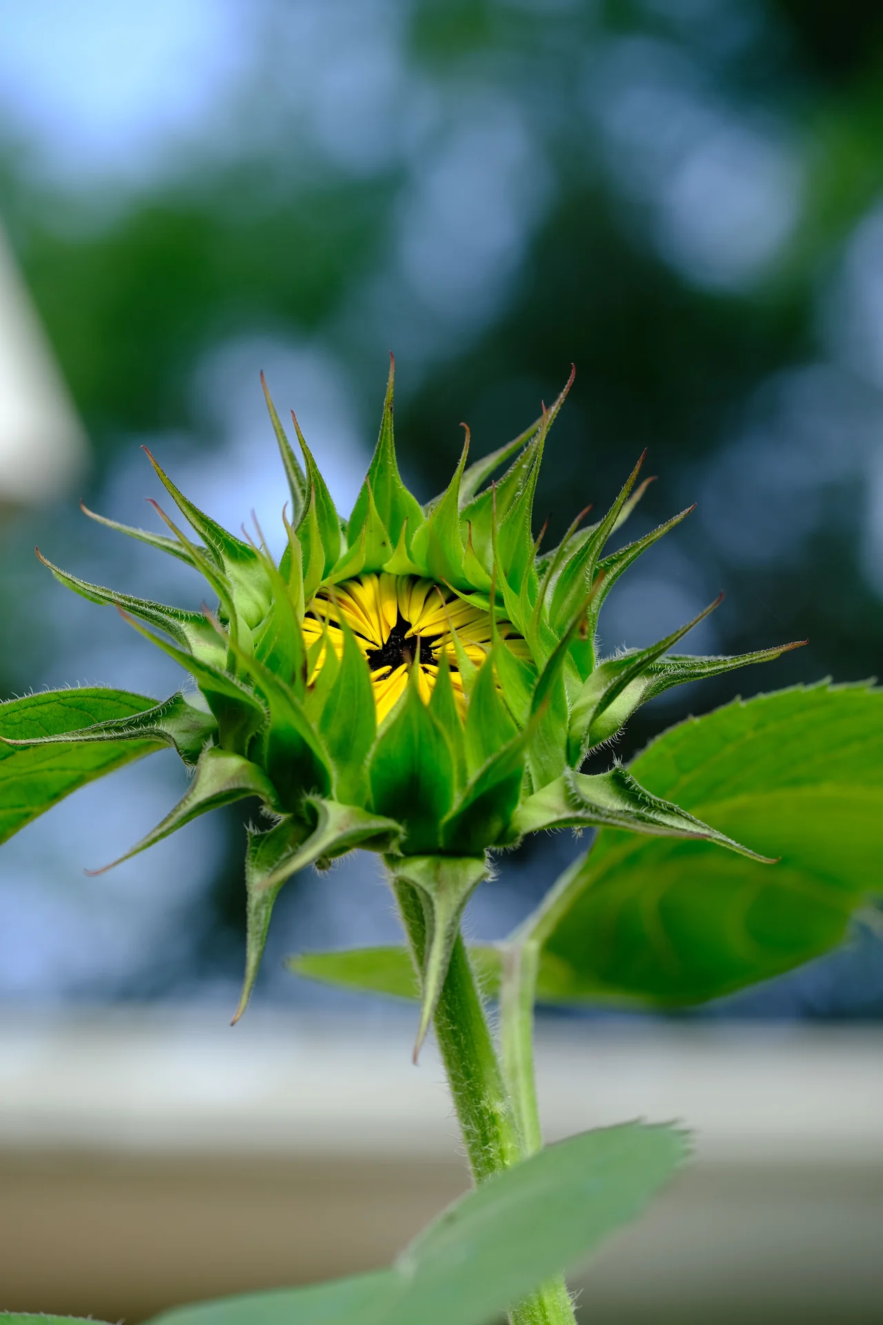 High quality Sun flower wallpaper by Steven May from Pexels