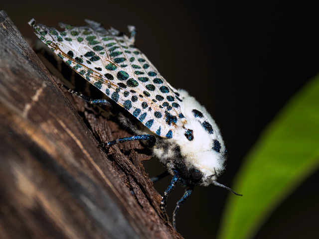 Leopard moth.jpg