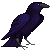 crow
