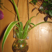 IMG 6481