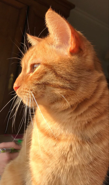 Chat