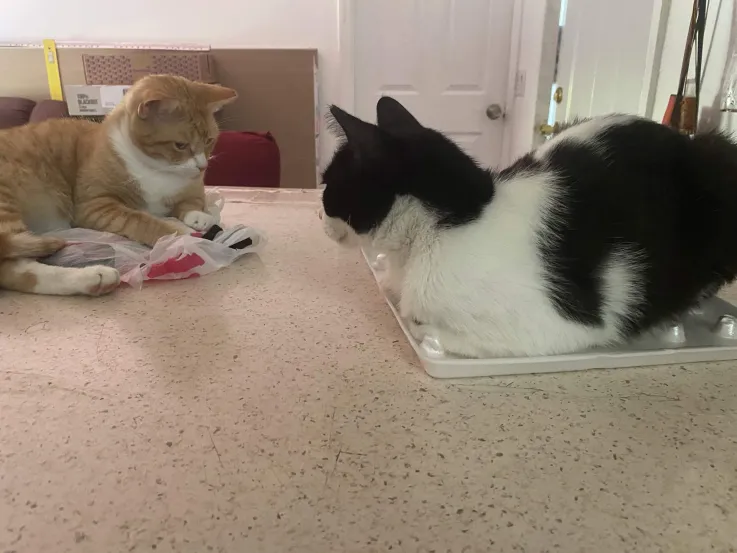 KJ's cats!!!! Look Look Look so freaking cute KJ's cats!!!! Look Look Look so freaking cute