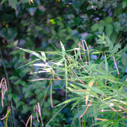 DSF6296