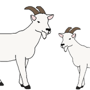 Goats