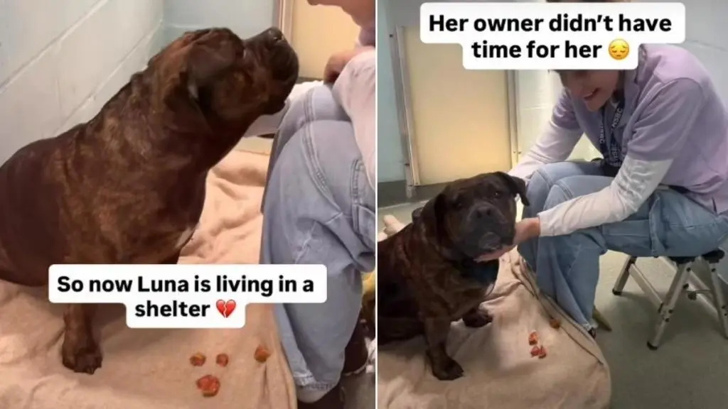 Shelter Dog Luna Finds Forever Home After Online Campaign Spurs Adoption