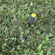 IMG-1556