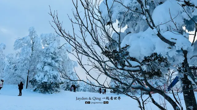 藏王树冰1.webp