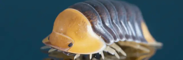 isopod