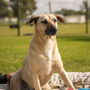 Mixed Breed