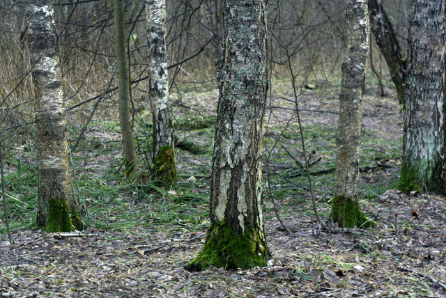 DSC8401-1.jpg