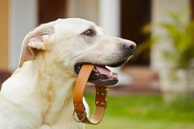 Dog Training Collar;Shock Collar For Dogs.For more info browse this website: https://www.pussandpoochinc.com