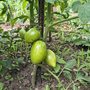tomato4