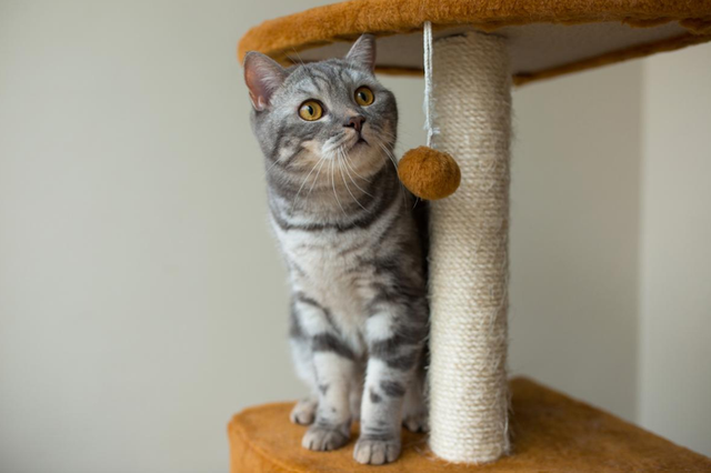 xios-cat