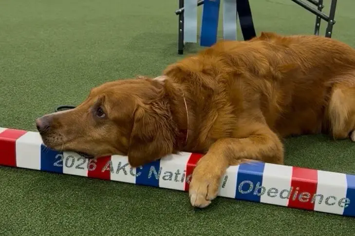 Golden Retriever "Swift" Claims Top Prize at National Obedience Championship
