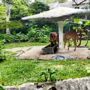 Zoo Negara10