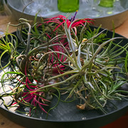DSCF4422