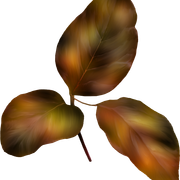 Autumn-Gold-2-126