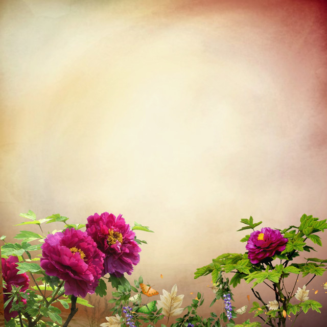 Nature-Roses-Emily50