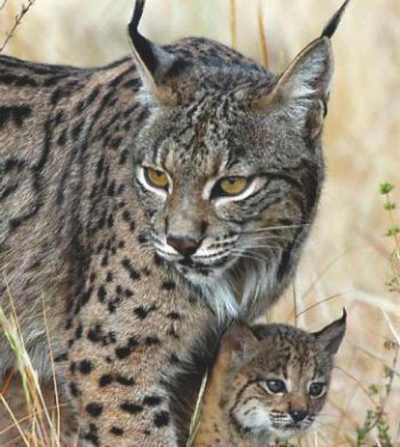 New-Bullion-Coin-From-Spain,-The-Lynx