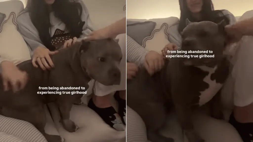 Rescue Dog Embraces New Life After Being Abandoned