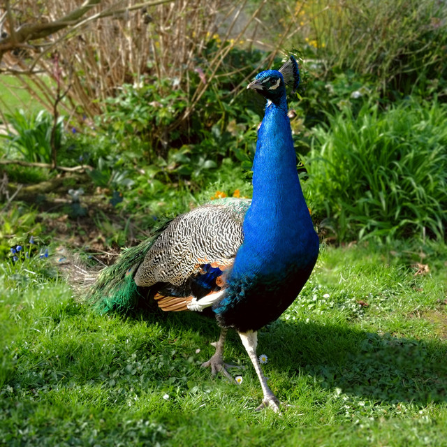 DSCF1064g.jpg