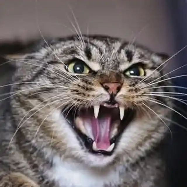 ANGRY CAT