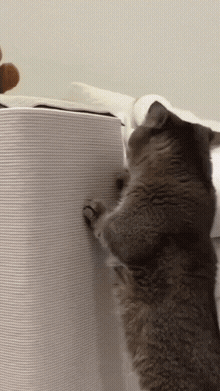 PawGuard protecci&oacute;n
