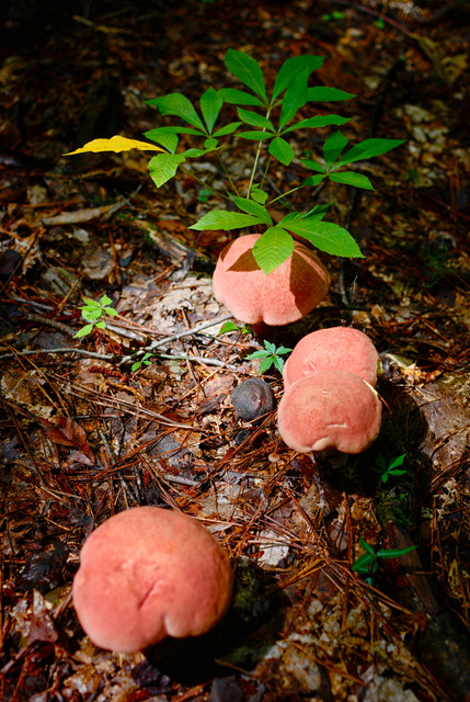 Wild-Mushrooms.jpg