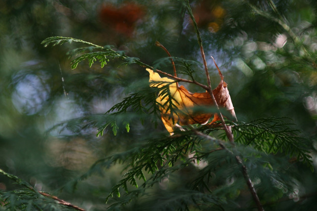 IMG 7647.jpg